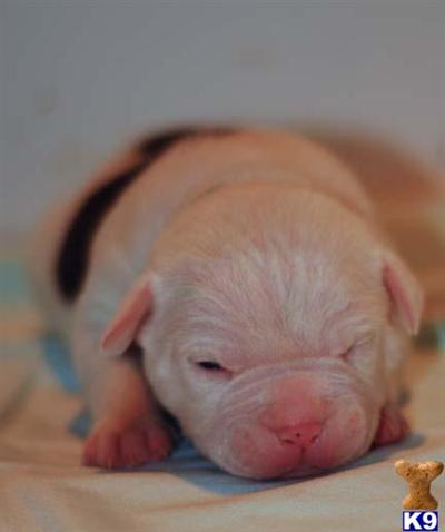 American Bulldog Puppies in CA