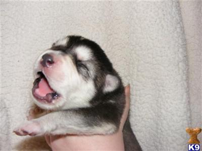 Puppies in WA