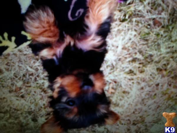 Puppies in NH