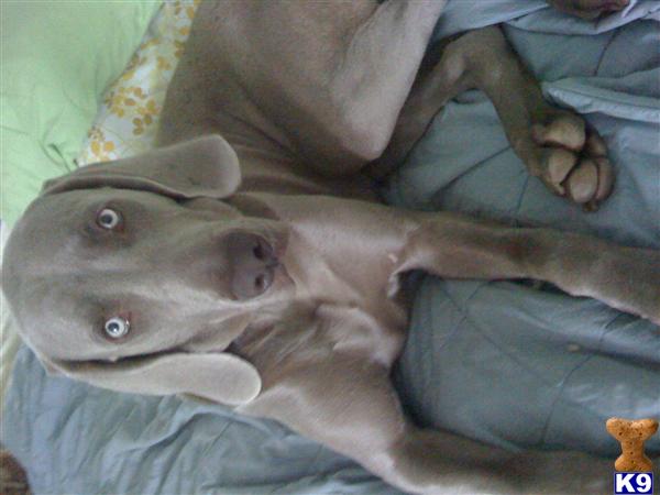 Stud Dogs - Weimaraner
