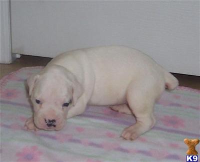 Puppies in Harrah
