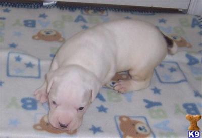 Puppies in Harrah