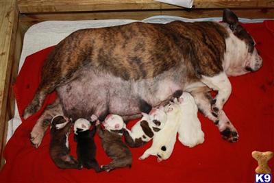 Dogs - English Bulldog