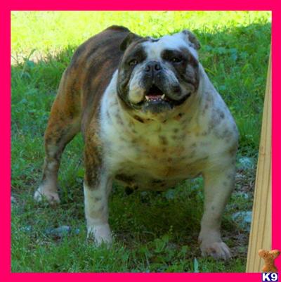 Dogs - English Bulldog