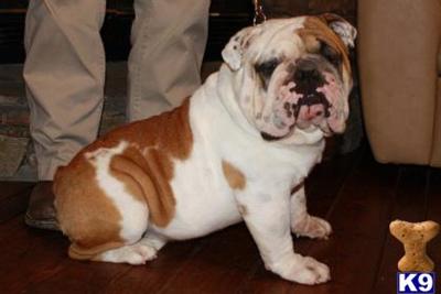 Dogs - English Bulldog