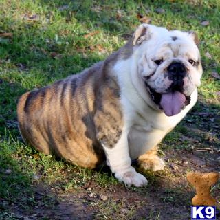 Dogs for Sale in AL