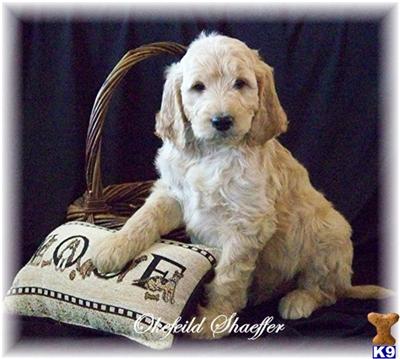Dogs for Sale in MO