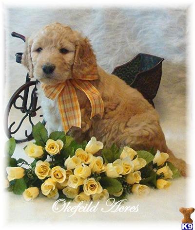 Goldendoodles Puppies for Sale
