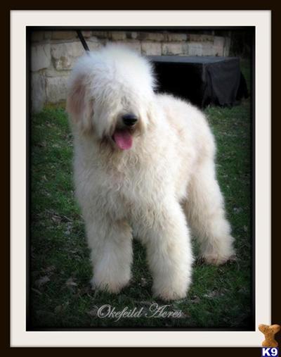 Goldendoodles Puppies for Sale