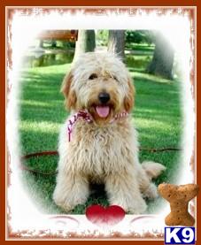 Goldendoodles Puppies for Sale