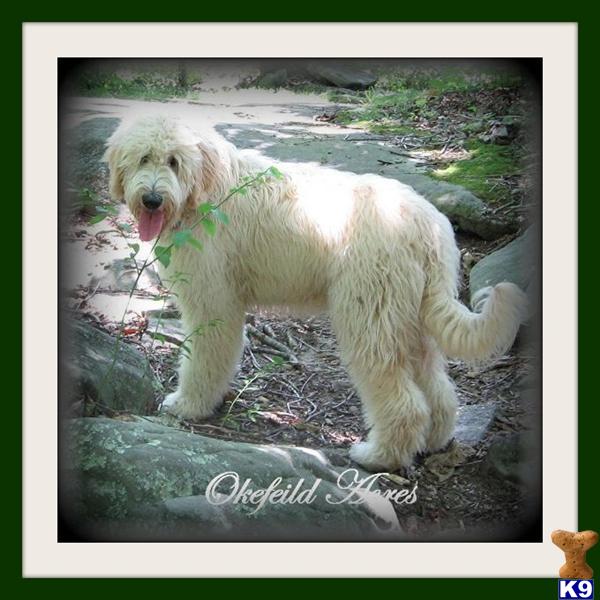 goldendoodles full grown. Goldendoodles Puppies