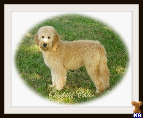 goldendoodle dogs for sale. Goldendoodles Puppies