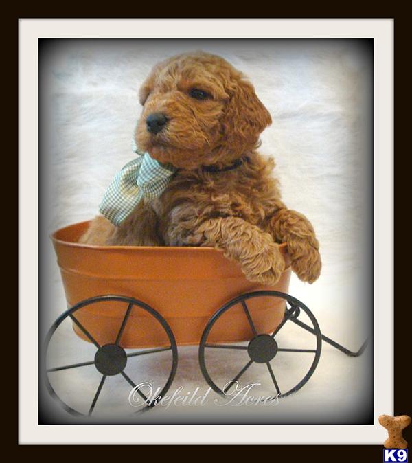 Puppies in Elkland