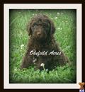 Goldendoodles