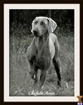 Weimaraner