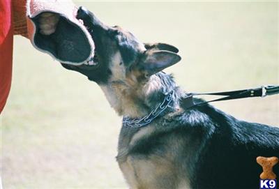 Dogs for Sale in OK