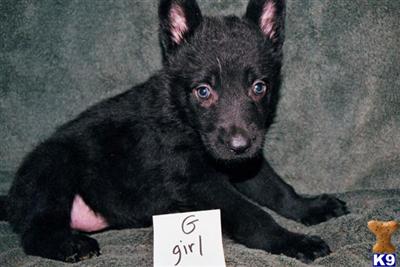 Puppies for Sale