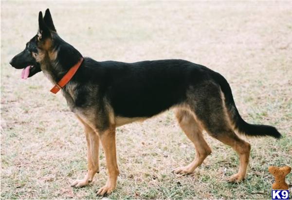 Dogs for Sale in OK