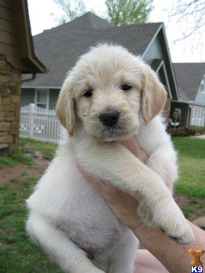 Labradoodle Puppies for Sale