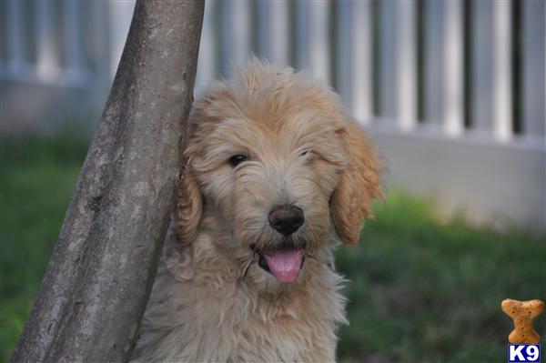 Puppies in Tulsa