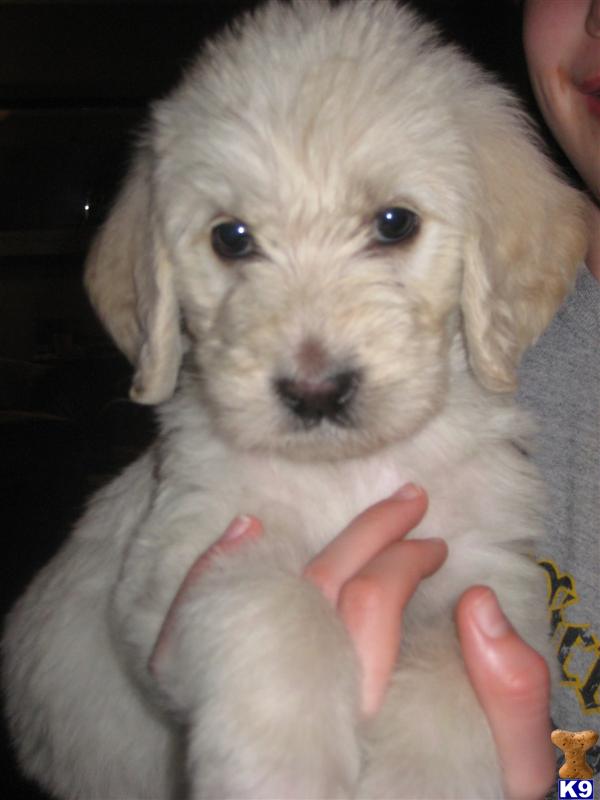 Puppies in Tulsa