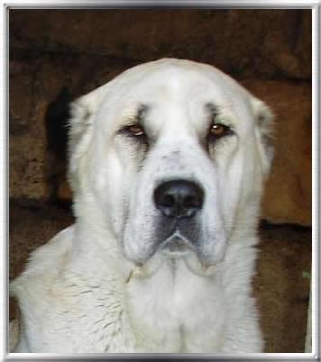 Central Asian Shepherd Puppies for Sale