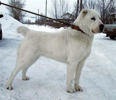 Central Asian Shepherd Puppies for Sale