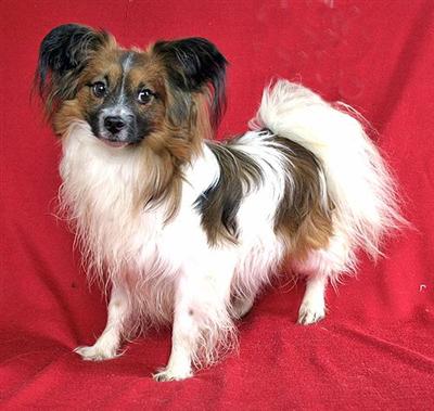 Dogs - Papillon