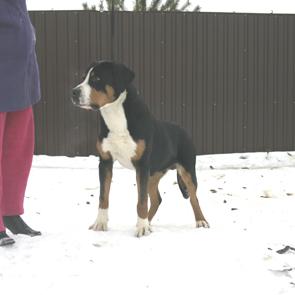 Dogs - Greater Swiss Mountain Dog