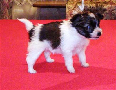 Papillon Puppies for Sale