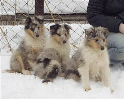 Collie Puppies for Sale