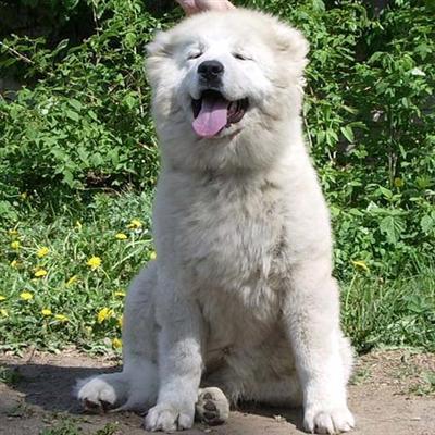 Caucasian Mountain Dog Puppies for Sale