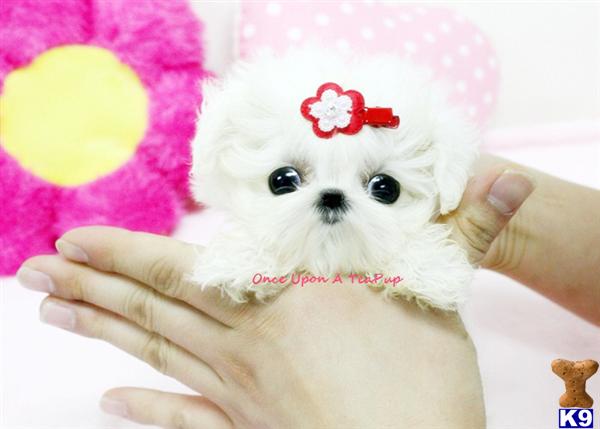 Maltese Puppies in CA