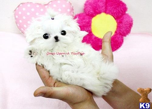 Maltese Puppies in CA