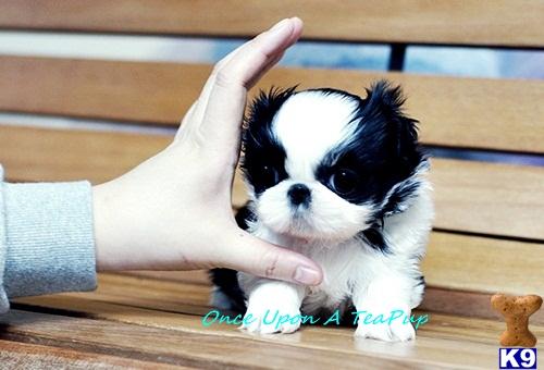 Teacup+shih+tzu+puppies+for+sale+in+michigan