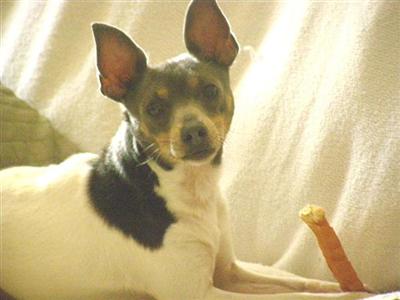 Stud Dogs - Rat Terrier