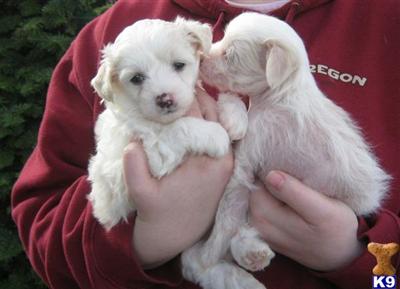 Puppies in OR