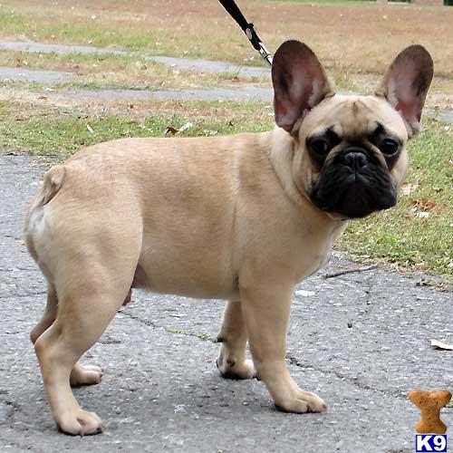 Dogs - French Bulldog