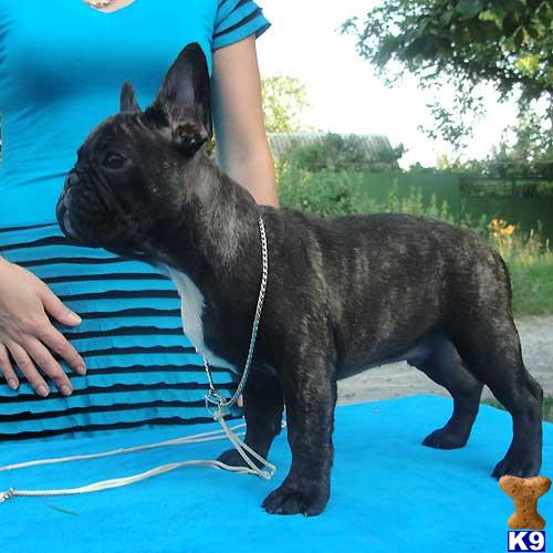 Dogs - French Bulldog