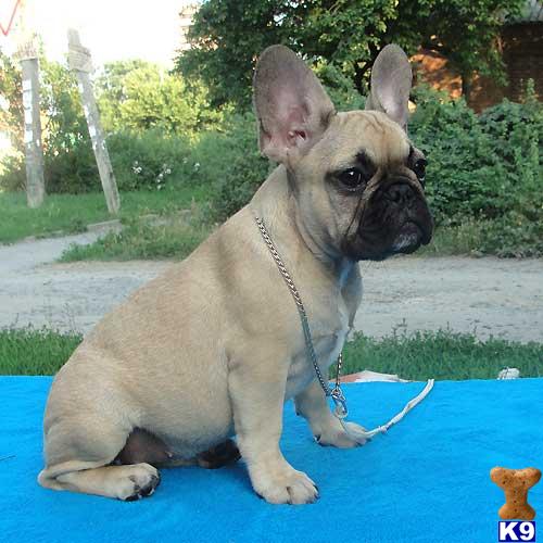 Dogs - French Bulldog