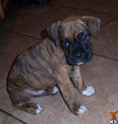 Boxer Puppies in FL