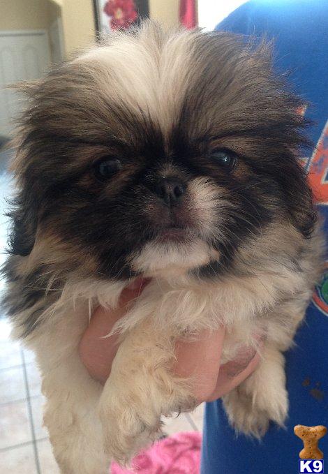 pekingese puppies for sale in florida document moved pekingese puppies for sale in florida document moved