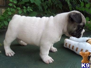 French Bulldog Puppies for Sale