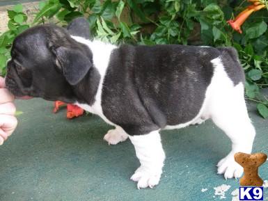 French Bulldog Puppies for Sale
