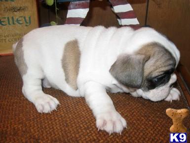 French Bulldog Puppies for Sale