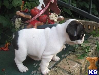 French Bulldog Puppies for Sale
