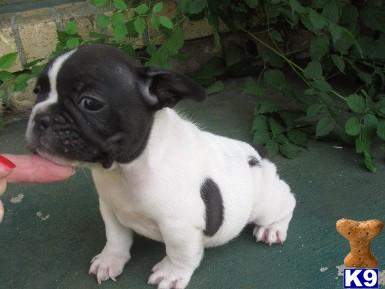 French Bulldog Puppies for Sale