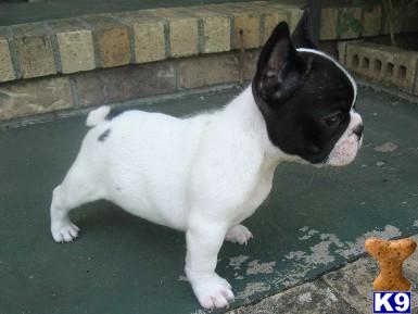 French Bulldog Puppies for Sale