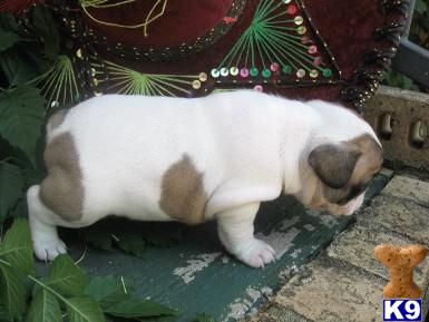 French Bulldog Puppies for Sale