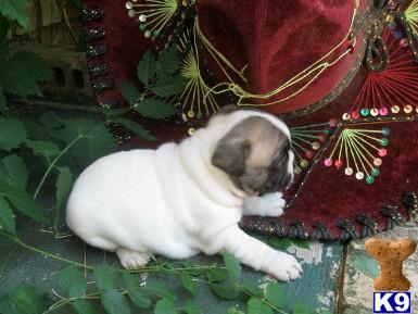 French Bulldog Puppies for Sale